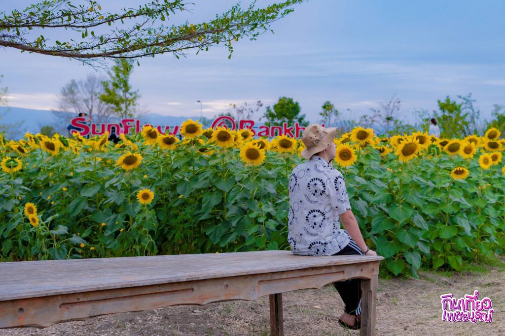 ทานตะวัน